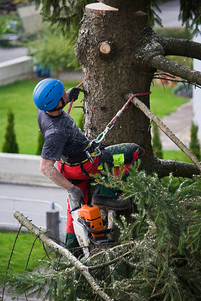 Best Tree Risk Assessment  in Fishhook, AK