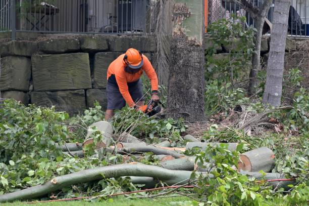 Best Storm Damage Tree Cleanup  in Fishhook, AK