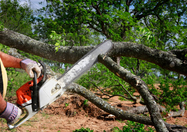 Best Tree Trimming and Pruning  in Fishhook, AK